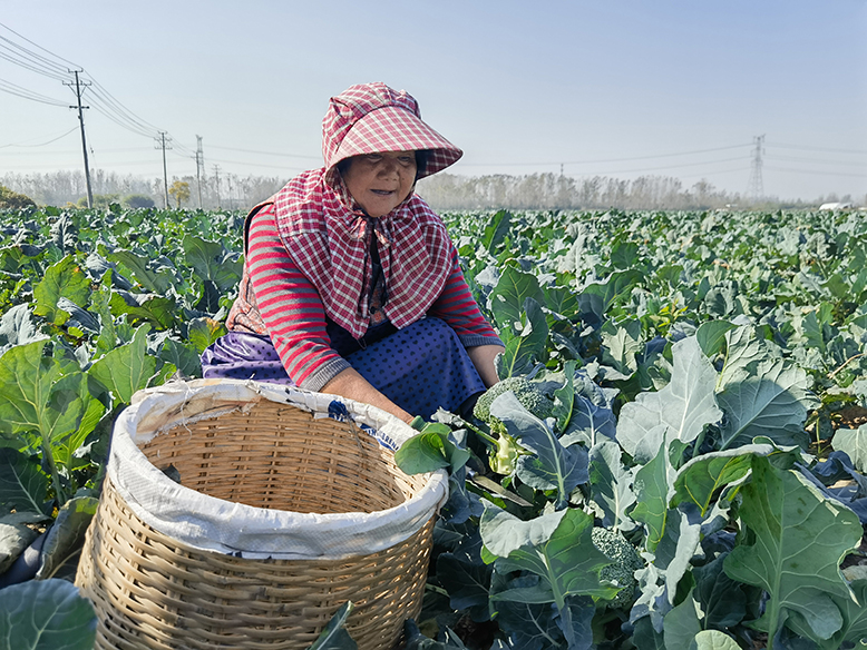 东坎街道新安村西兰花种植基地