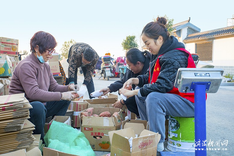 八滩镇界山村流转土地种植“鲜食红薯”