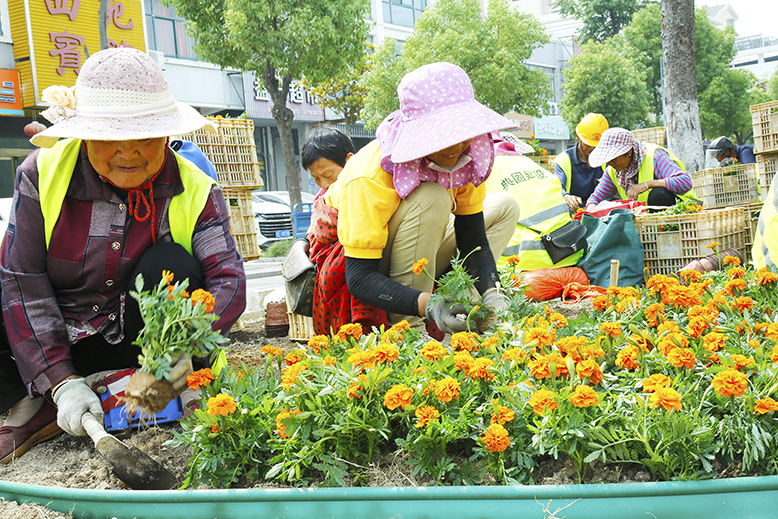 县城管局更换和补植县城公共绿地内的花草